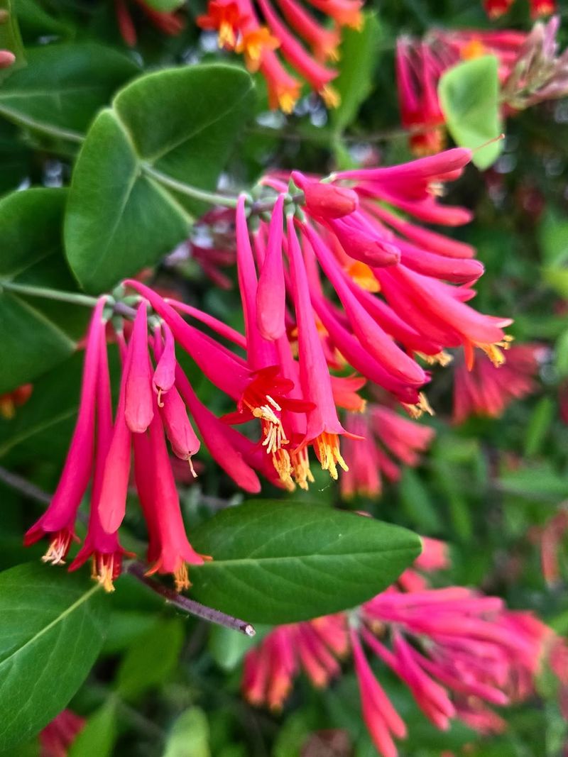 Coral Honeysuckle Coral Honeysuckle