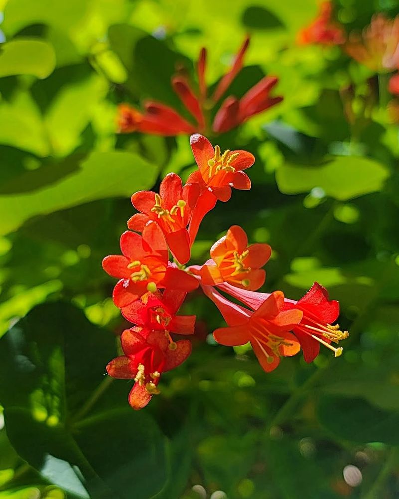Coral Honeysuckle Coral Honeysuckle