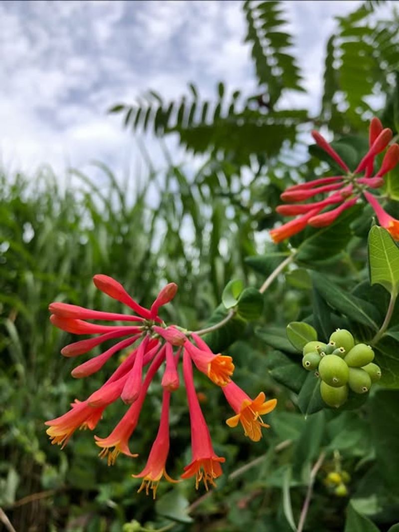 Coral Honeysuckle Climbs Cleanly Through Muggy Weather Coral Honeysuckle Climbs Cleanly Through Muggy Weather
