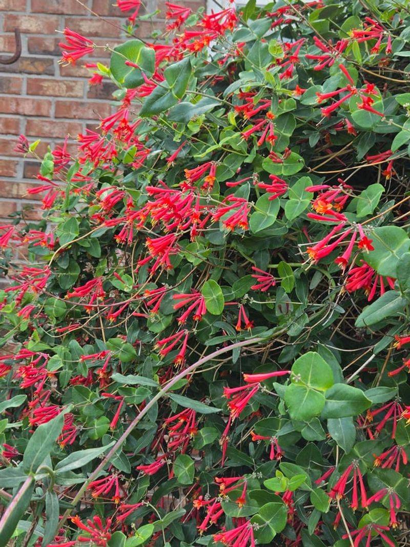 Coral Honeysuckle Climbs Hard When Heat And Rain Line Up Coral Honeysuckle Climbs Hard When Heat And Rain Line Up