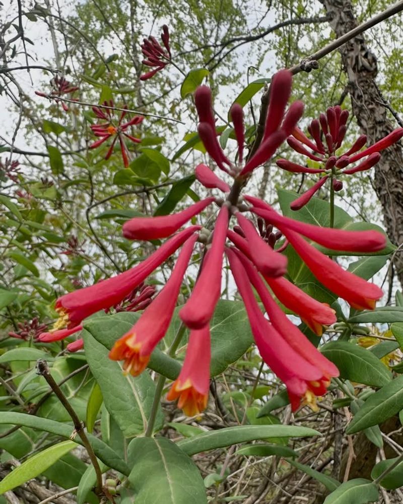 Coral Honeysuckle Climbs Without Becoming A Nuisance