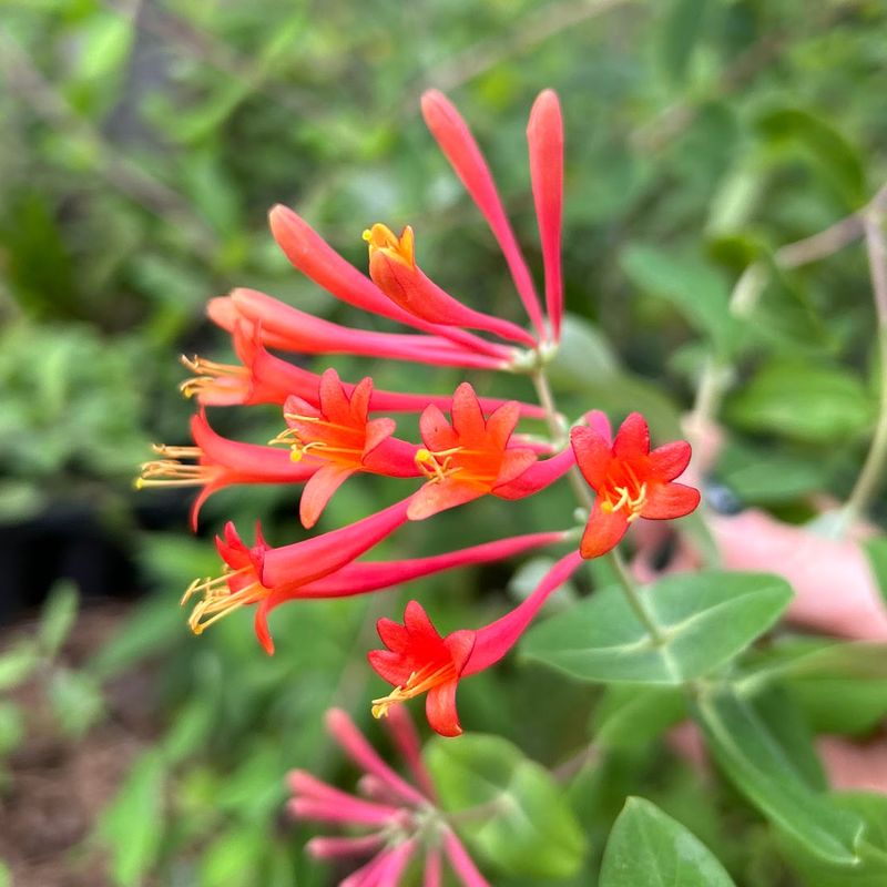 Coral Honeysuckle (Lonicera Sempervirens)