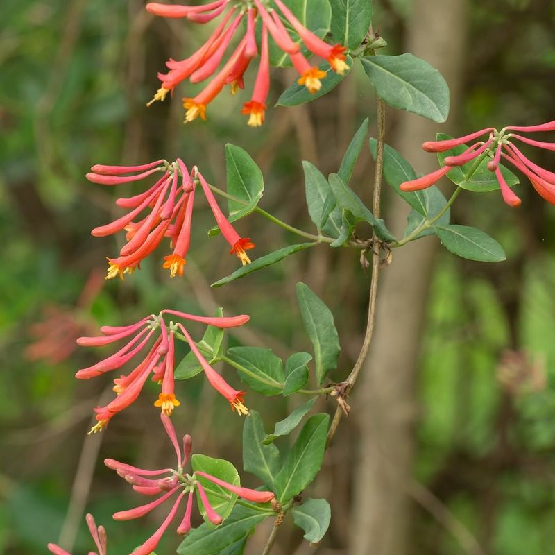 Coral Honeysuckle Provides Cover And Summer Food Coral Honeysuckle Provides Cover And Summer Food