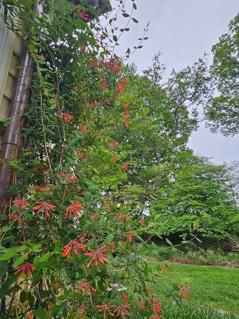 Coral Honeysuckle Sends New Growth Over Trellises