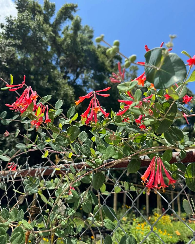 Coral Honeysuckle Turns A Plain Fence Into A Focal Point Coral Honeysuckle Turns A Plain Fence Into A Focal Point