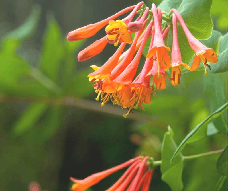 Coral Honeysuckle