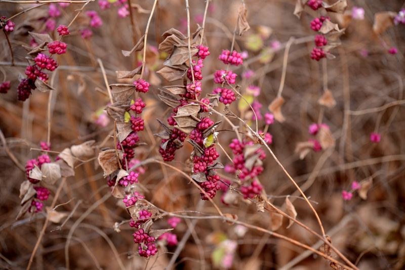 Coralberry Coralberry