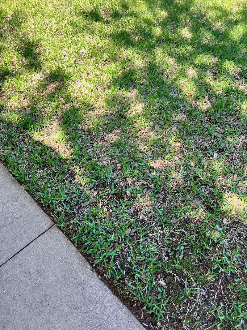 Core Aeration Can Help Without Tearing Stolons Apart