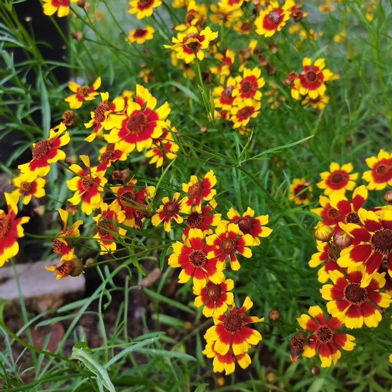 Coreopsis 