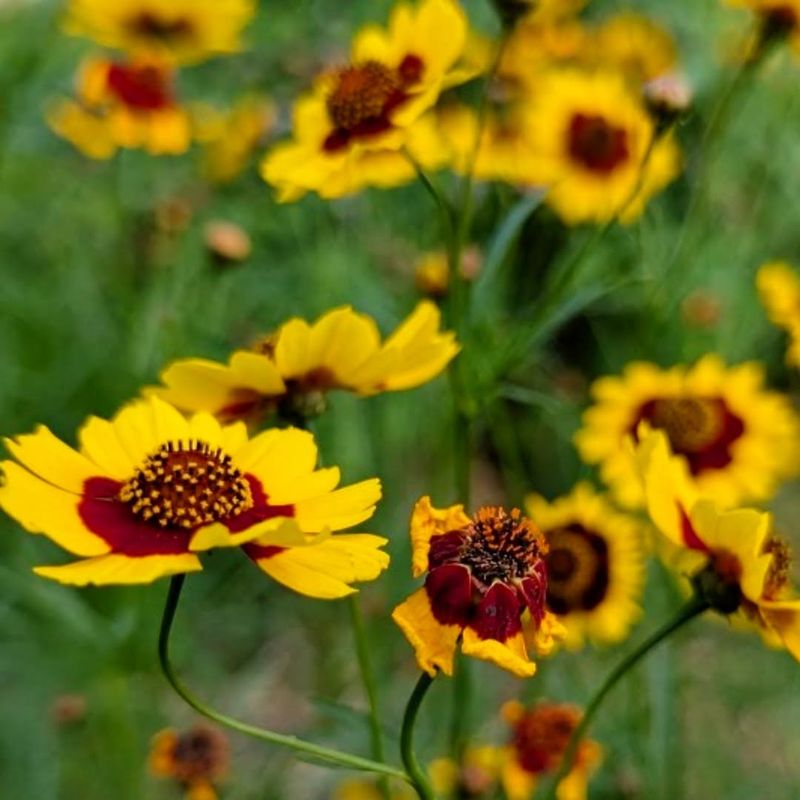 Coreopsis Coreopsis