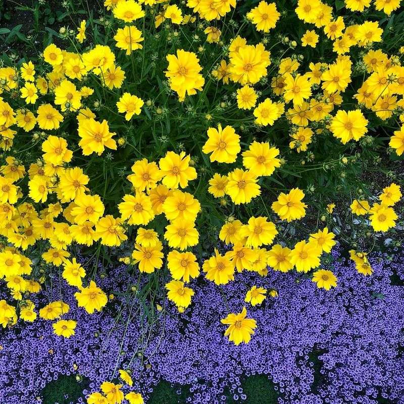 Coreopsis Coreopsis
