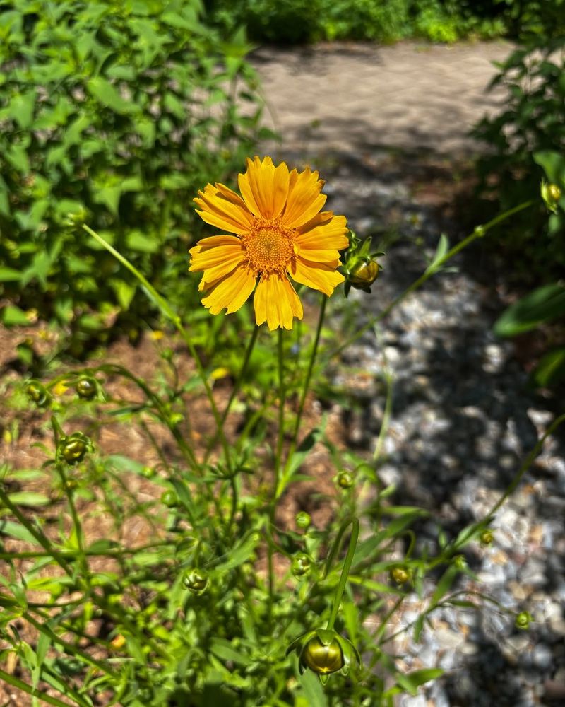 Coreopsis 