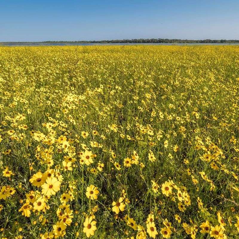 Coreopsis Adds Native Sunshine