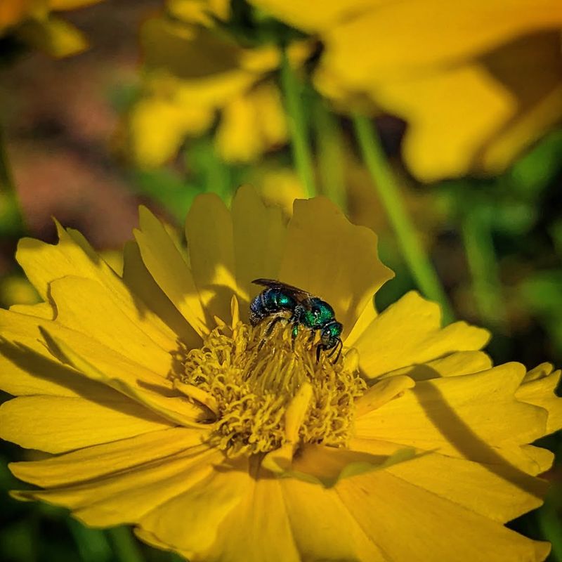 Coreopsis (Coreopsis Spp.) Coreopsis (Coreopsis Spp.)