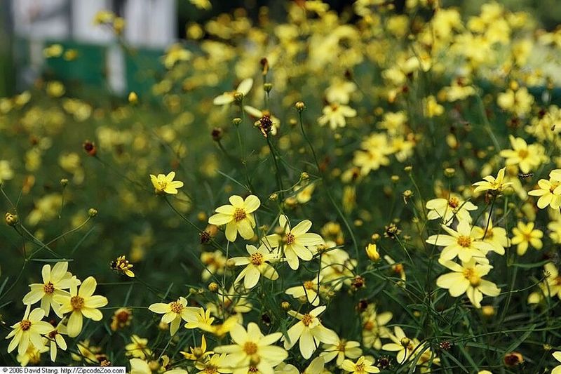Coreopsis (Coreopsis Verticillata 'Moonbeam')