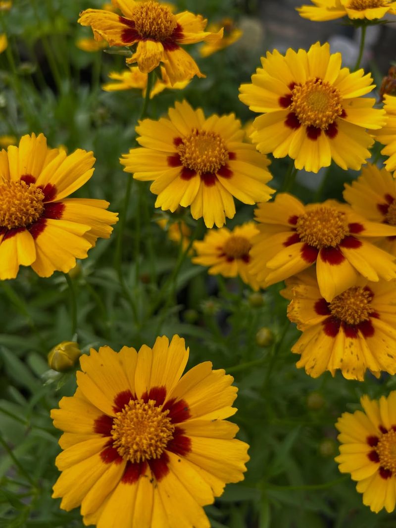 Coreopsis Keeps Blooming With Little Fuss Coreopsis Keeps Blooming With Little Fuss