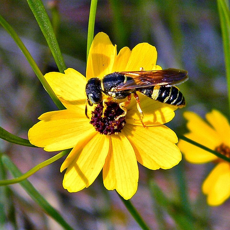 Coreopsis Keeps Native Color Easy And Cheerful