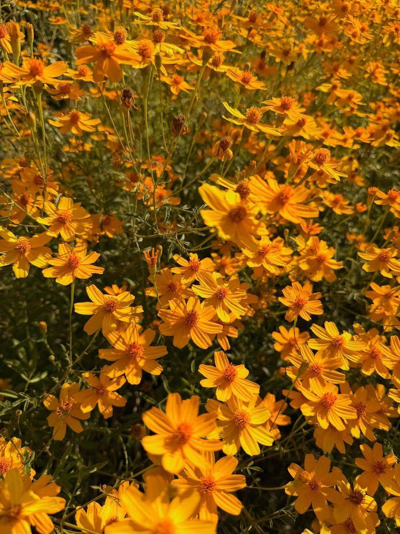 Coreopsis Keeps Returning With Sunny Blooms Coreopsis Keeps Returning With Sunny Blooms