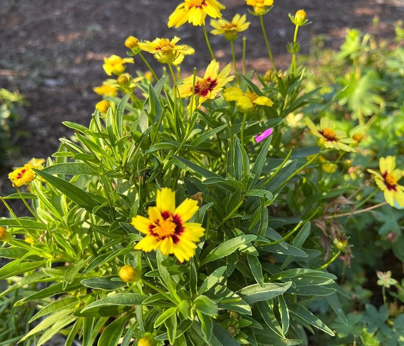 Coreopsis Keeps Sending Up Sunny Color Coreopsis Keeps Sending Up Sunny Color