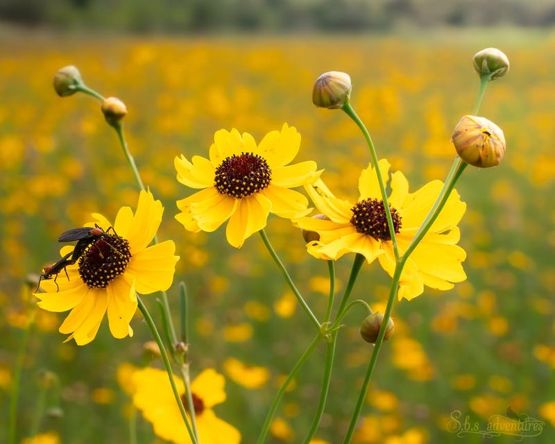 Coreopsis Keeps Sunny Beds Bright Through Early Summer Coreopsis Keeps Sunny Beds Bright Through Early Summer