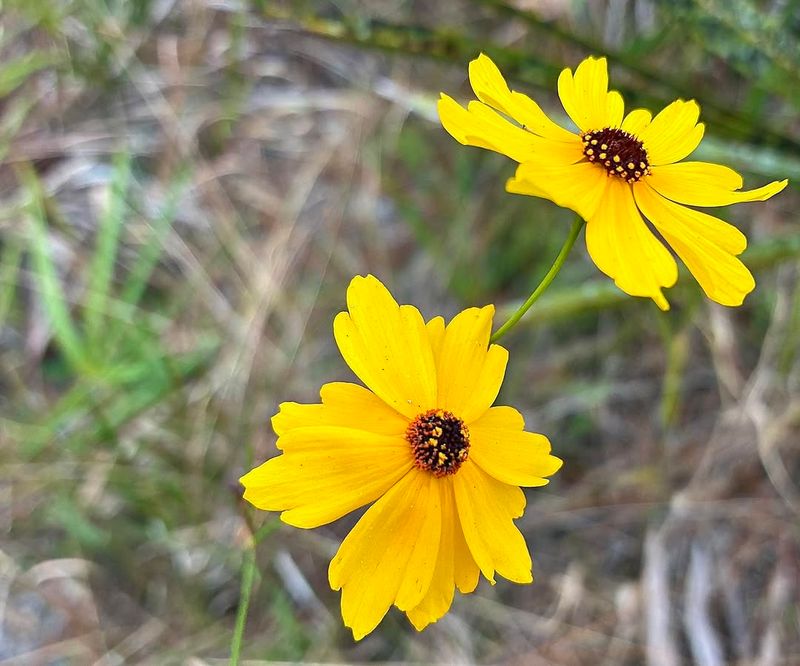 Coreopsis Keeps Sunny Borders Bright Without Fuss Coreopsis Keeps Sunny Borders Bright Without Fuss