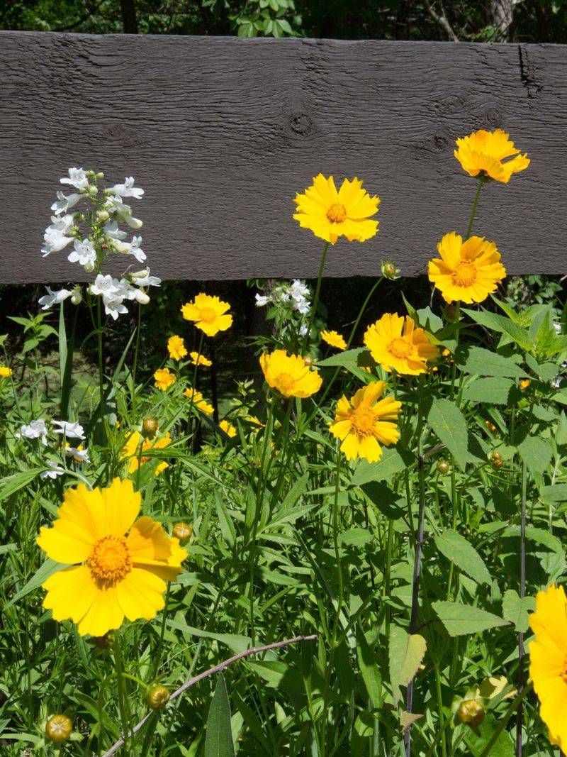 Coreopsis May Rebloom After Seedheads Are Removed
