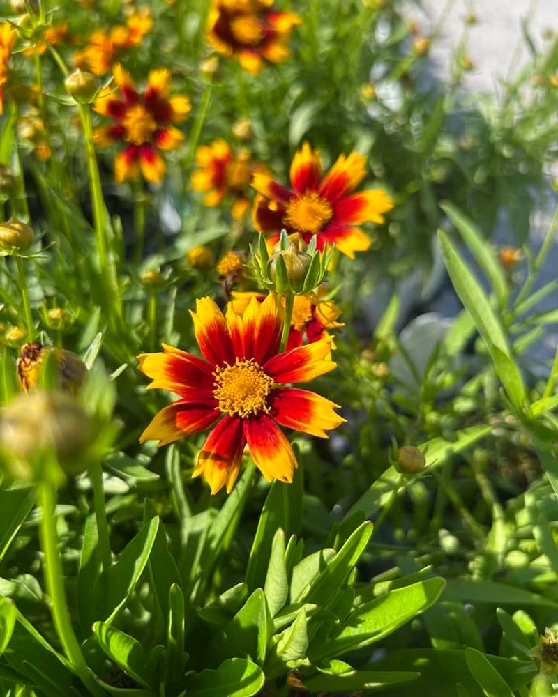 Coreopsis Performs Well In Dry Open Plantings