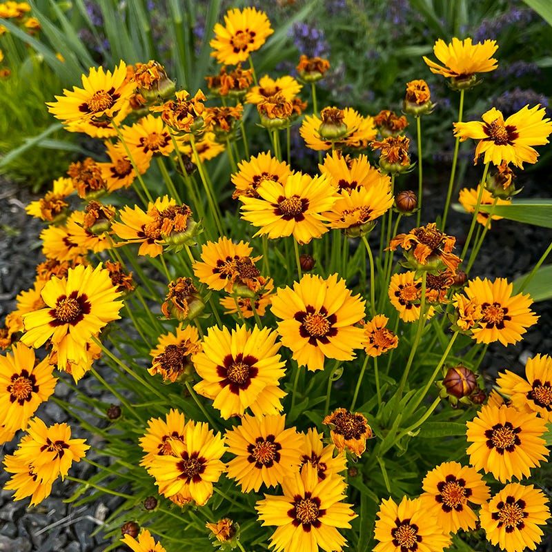 Coreopsis – Coreopsis Lanceolata Coreopsis – Coreopsis Lanceolata