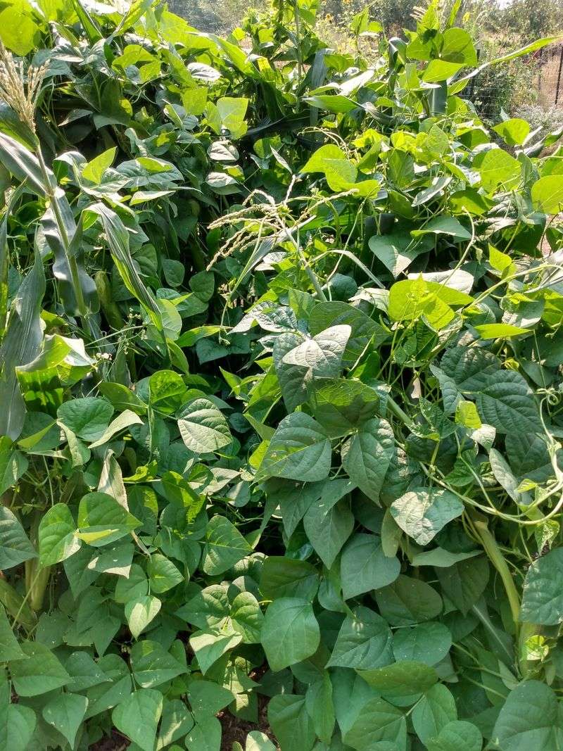 Corn Stalks Support The Beans Naturally Corn Stalks Support The Beans Naturally