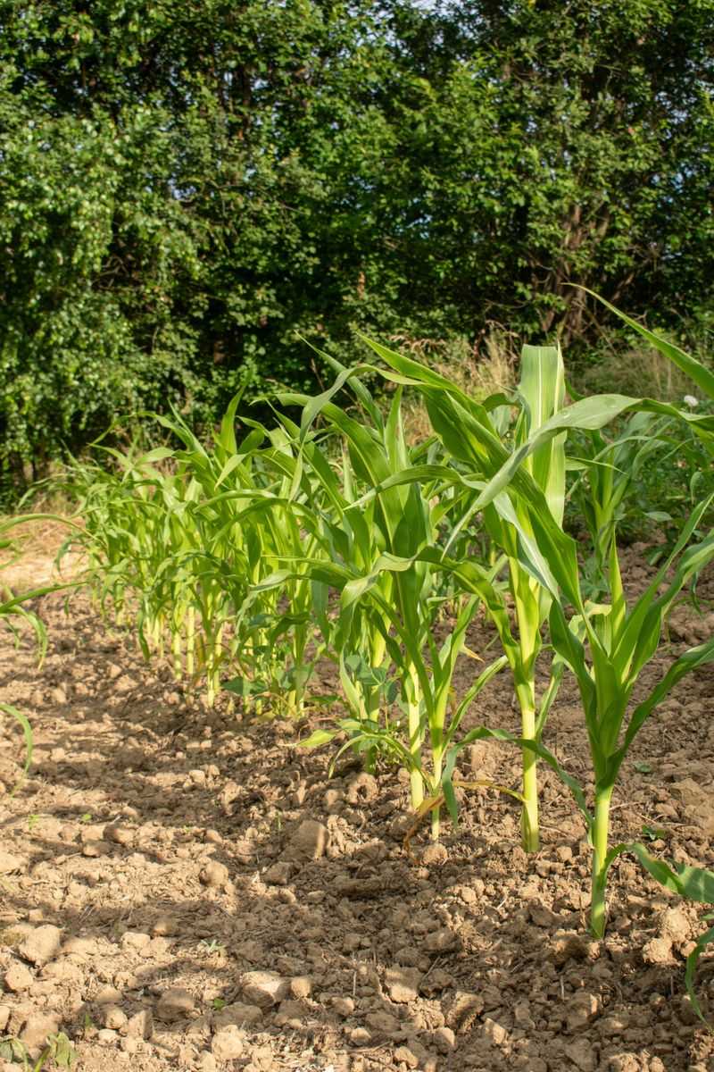 Corn 
