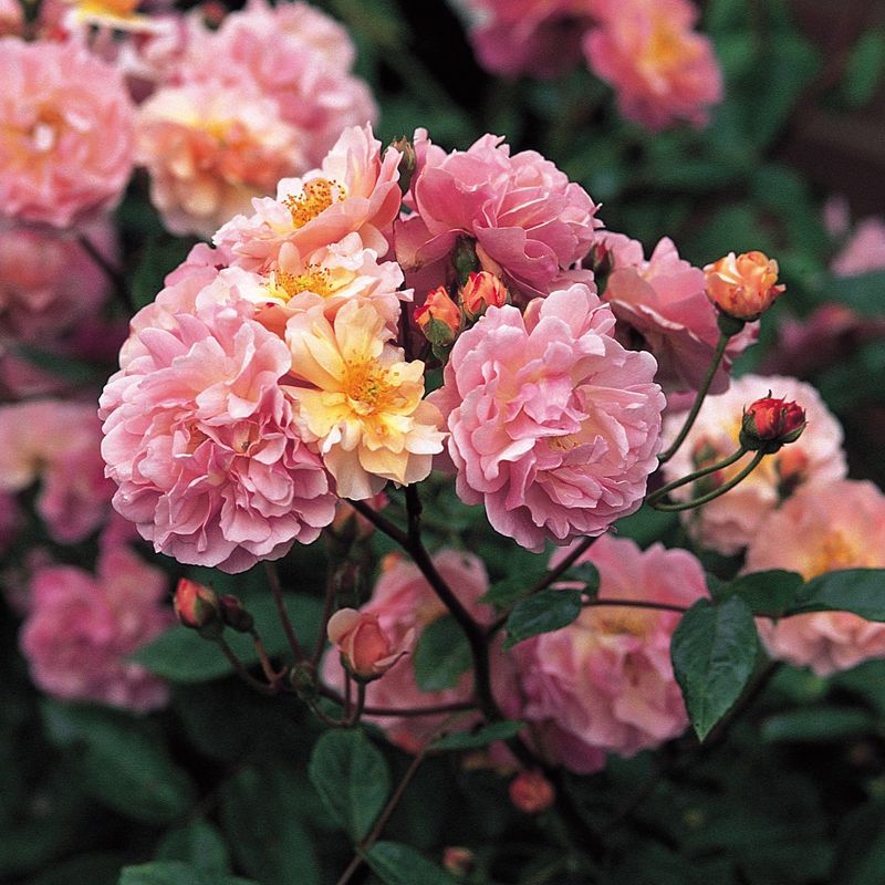 Cornelia Adds Color To Part-Shade Borders Cornelia Adds Color To Part-Shade Borders