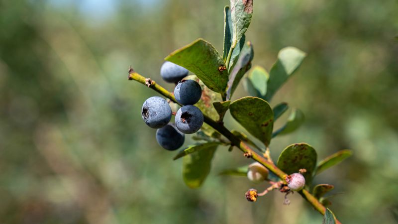 Correcting Soil PH Too Late Is Quietly Holding Your Blueberry Harvest Back