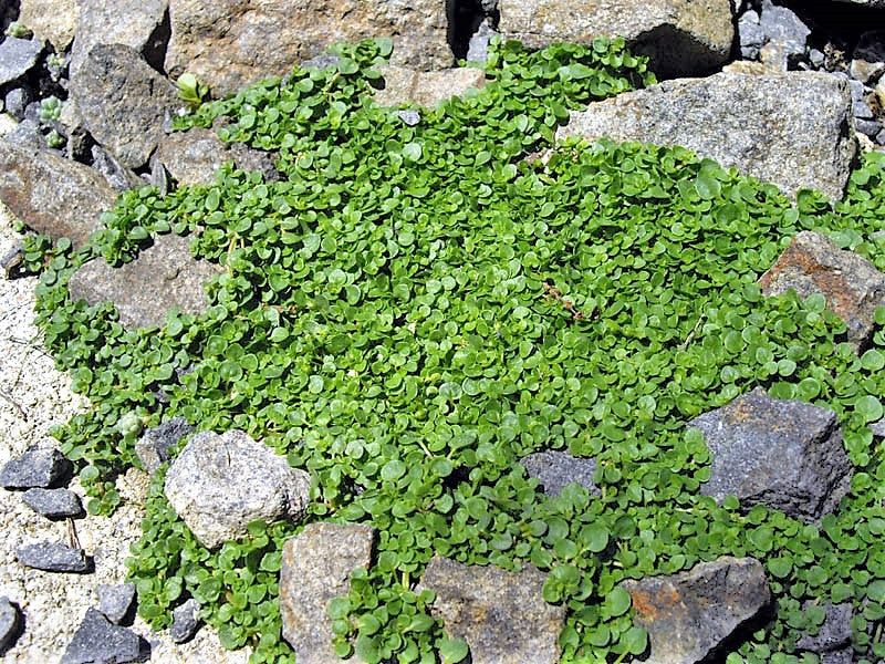 Corsican Mint Corsican Mint