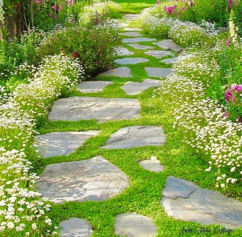 Corsican Mint Adds Fragrance Between Stepping Stones Corsican Mint Adds Fragrance Between Stepping Stones