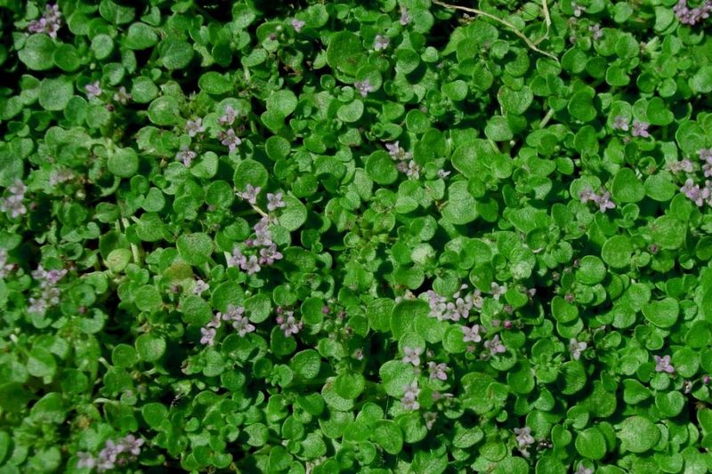 Corsican Mint Adds Strong Scent In Damp Shade