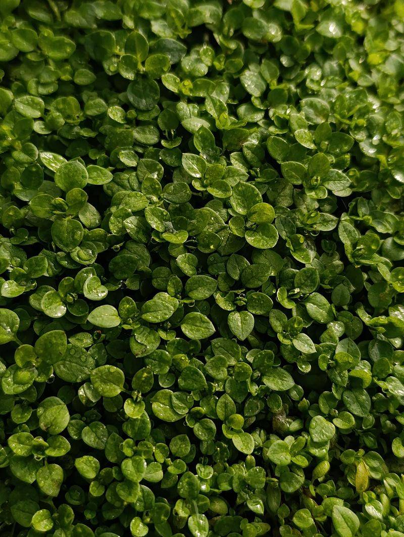 Corsican Mint