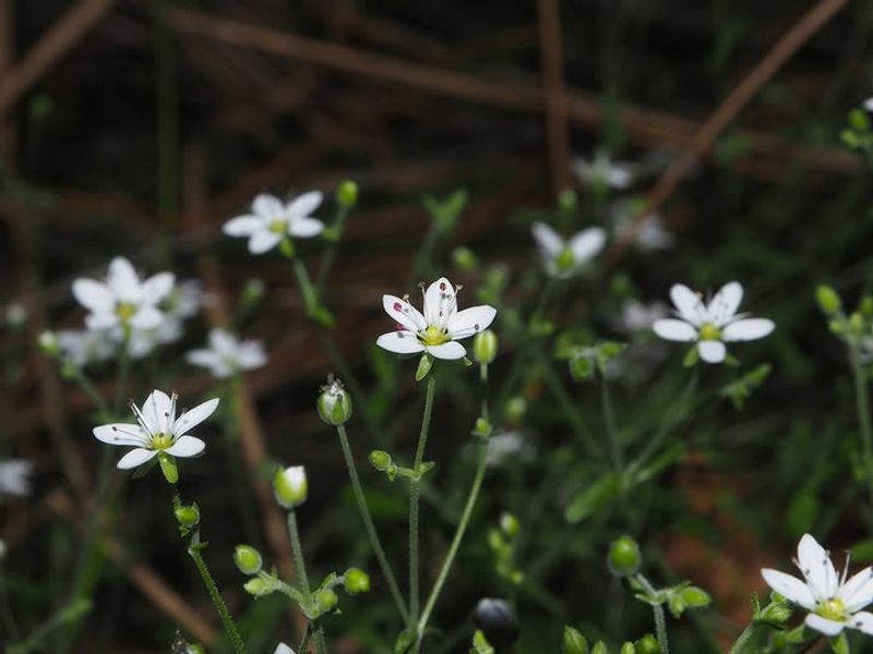Corsican Sandwort
