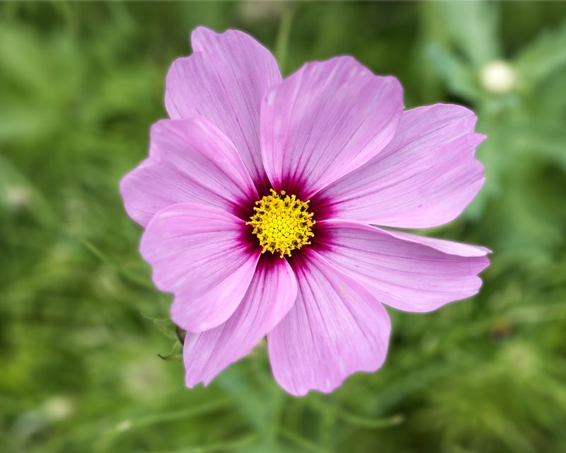 Cosmos Cosmos