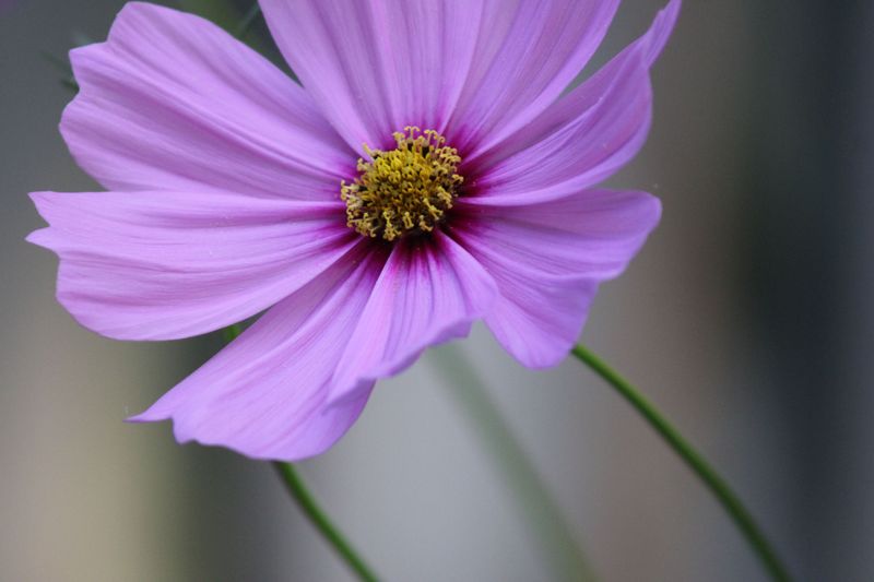 Cosmos Cosmos