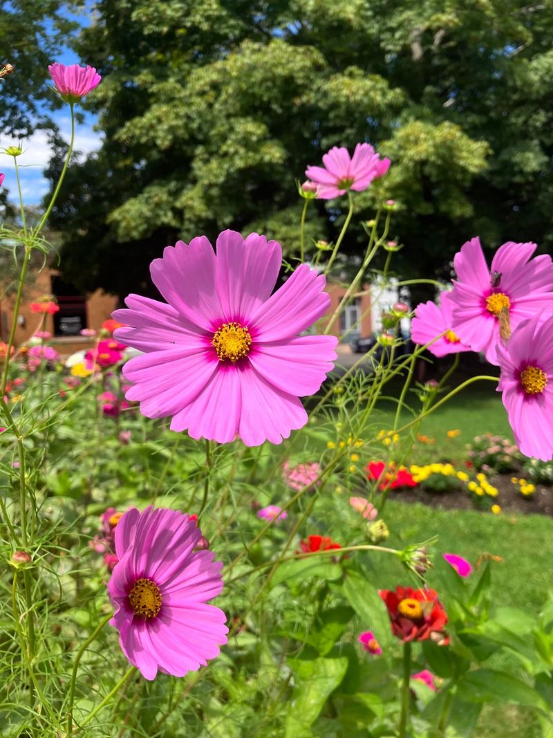 Cosmos