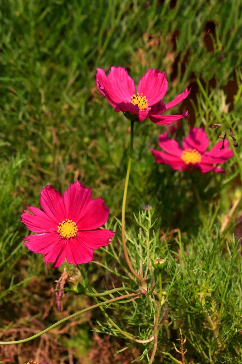 Cosmos Cosmos