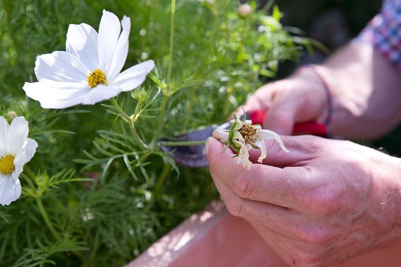 Cosmos Can Extend Its Show With Bloom Removal