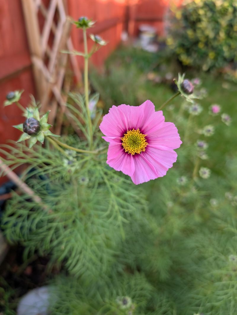 Cosmos Fill Gaps With Airy Color