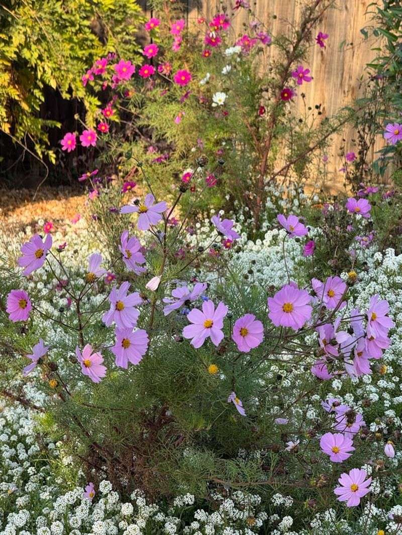 Cosmos Keep Summer Gardens Airy