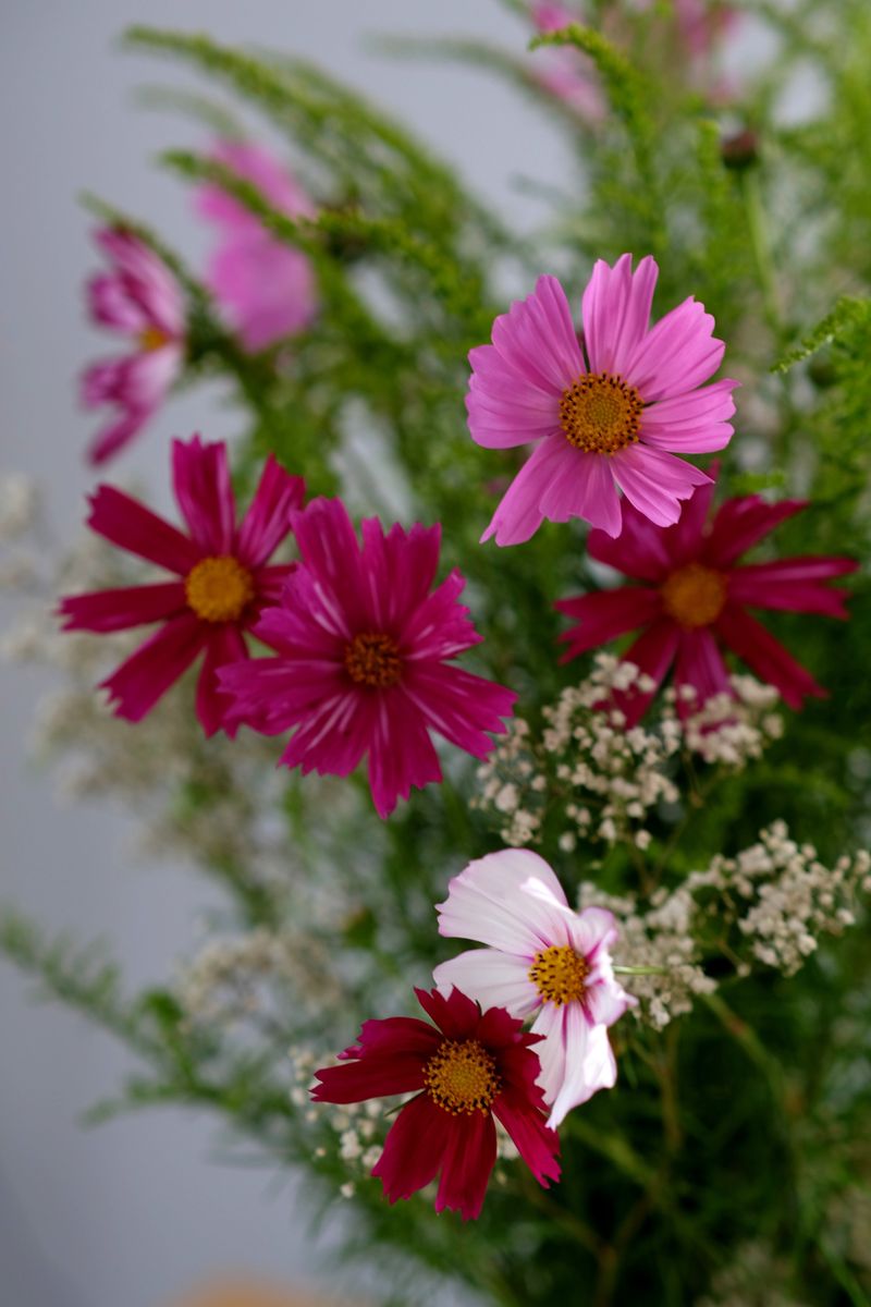 Cosmos Keeps Producing Long After Most Flowers Fade Cosmos Keeps Producing Long After Most Flowers Fade