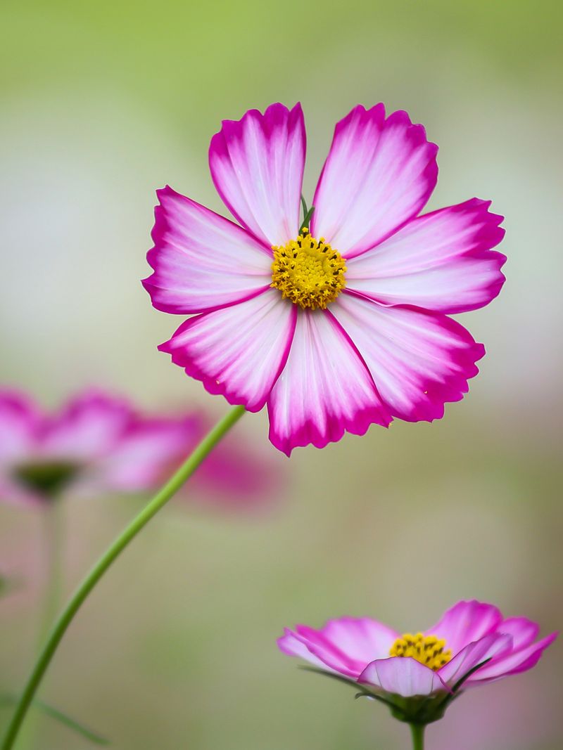 Cosmos Cosmos