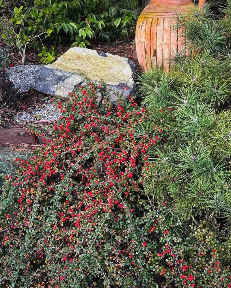 Cotoneaster Can Escape Beyond Garden Borders Cotoneaster Can Escape Beyond Garden Borders