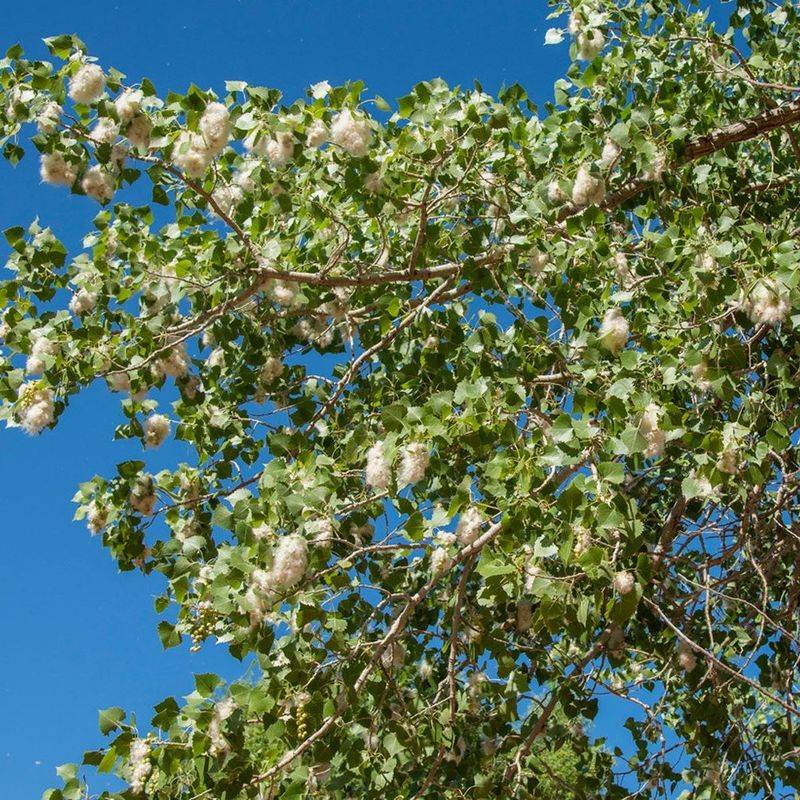 Cottonwood Comes With High Water Demands