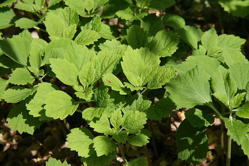 Count On Allegheny Spurge In Shady Areas