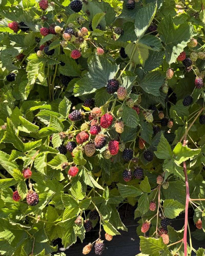 Count On Blackberries For Summer Harvests